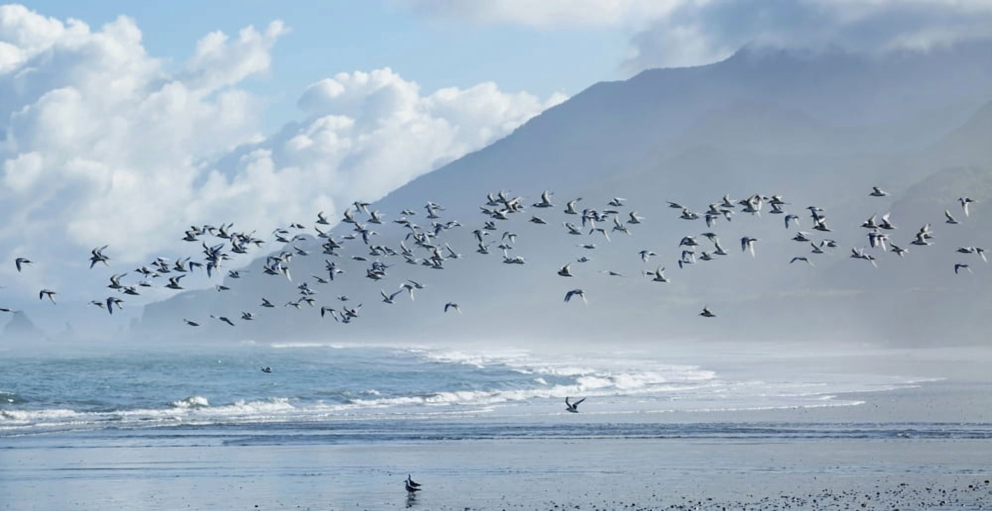 Flock of White-Fronted Terns (Sterna striata) in flight at Rapahoe Beach on the West Coast of the South Island New Zealand Canvas Art - Nicola M Mora Design Pics (21 x 11)