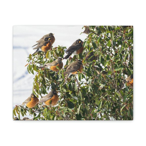 Flock of American Robins on a Tree Print Animal Wall Art Wildlife Canvas Prints Wall Art Ready to Hang Unframed
