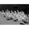 thumbnail image 1 of Flock of Geese Poster Print - 18 x 24 in., 1 of 1