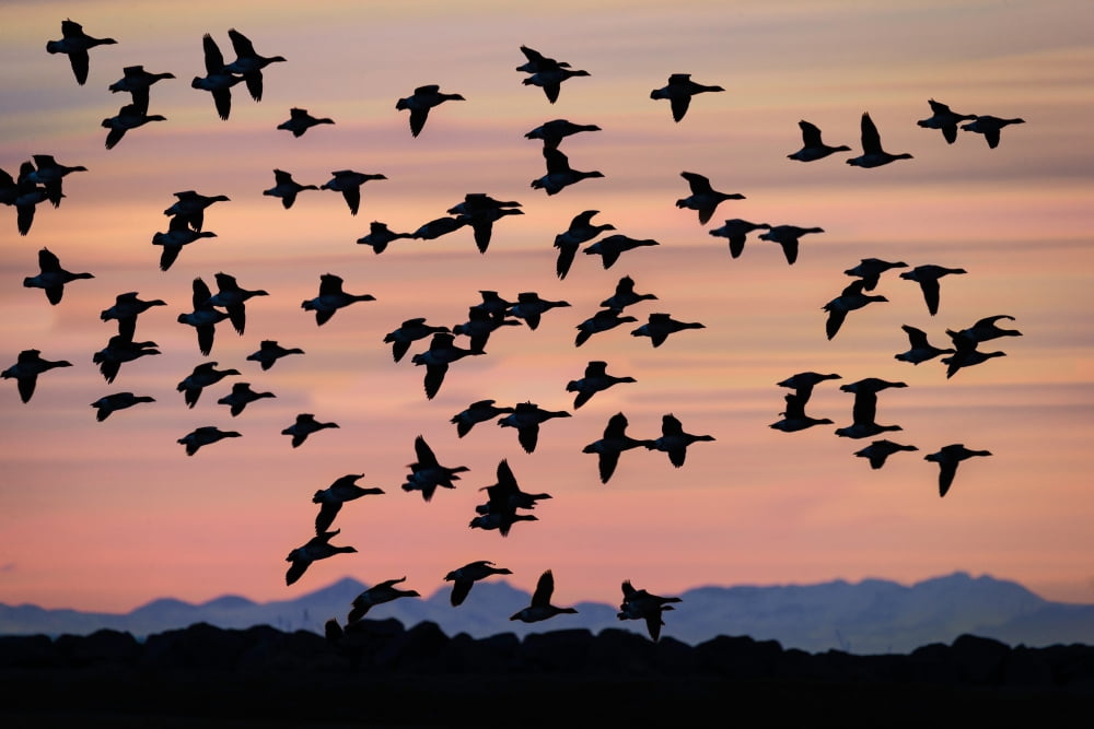 Flock of Geese flying at Sunset Reykjavik Iceland Canvas Art - Panoramic Images (36 x 12)