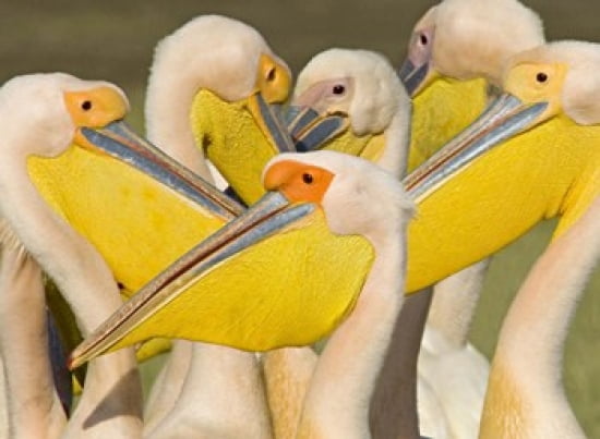 Flock of Great white pelicans Lake Nakuru Kenya (Pelecanus onocrotalus) Canvas Art - Panoramic Images (24 x 18)