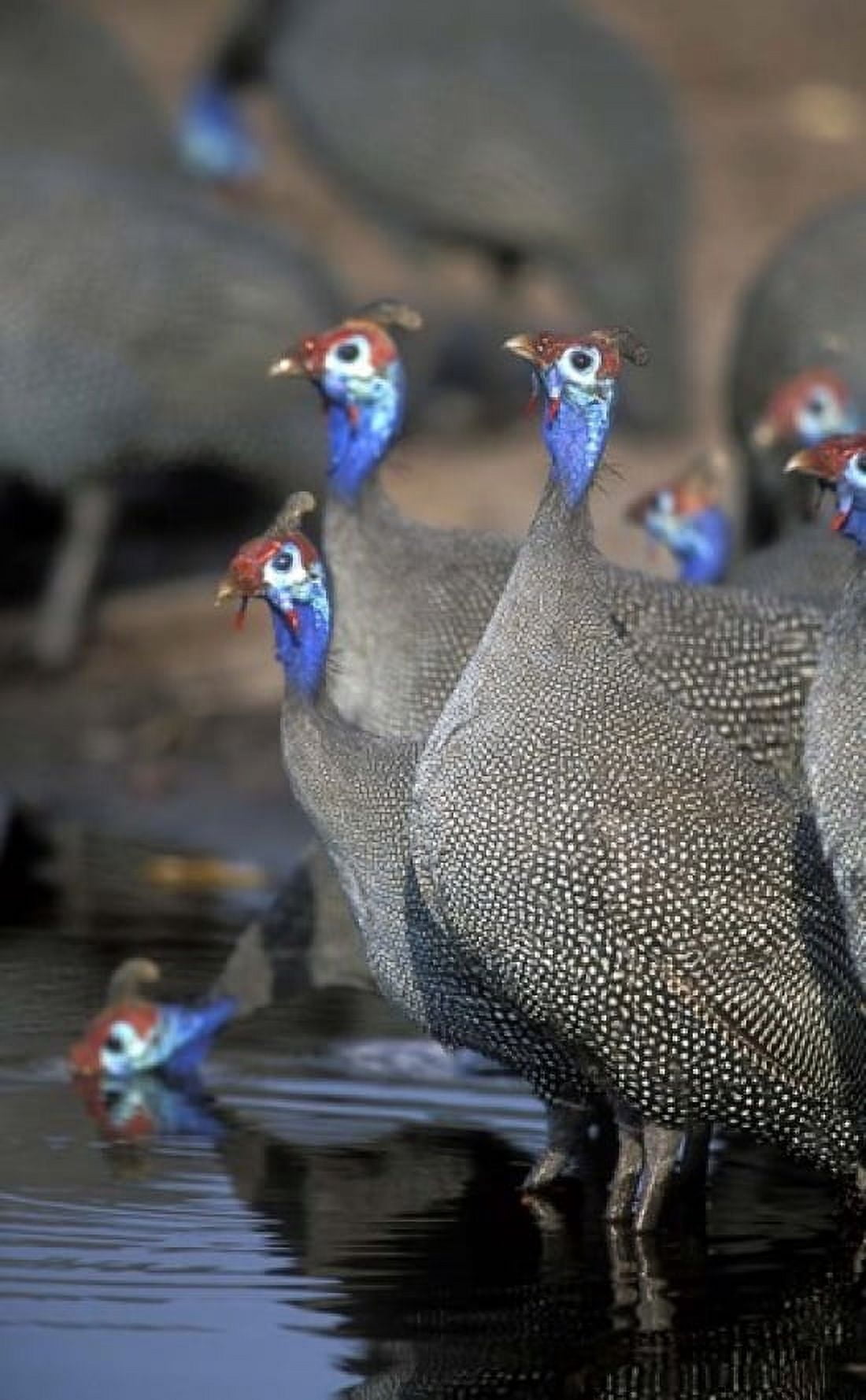 Flock of Helmeted Guineafowl Savuti Marsh Chobe National Park Botswana Canvas Art - Paul Souders DanitaDelimont (22 x 36)