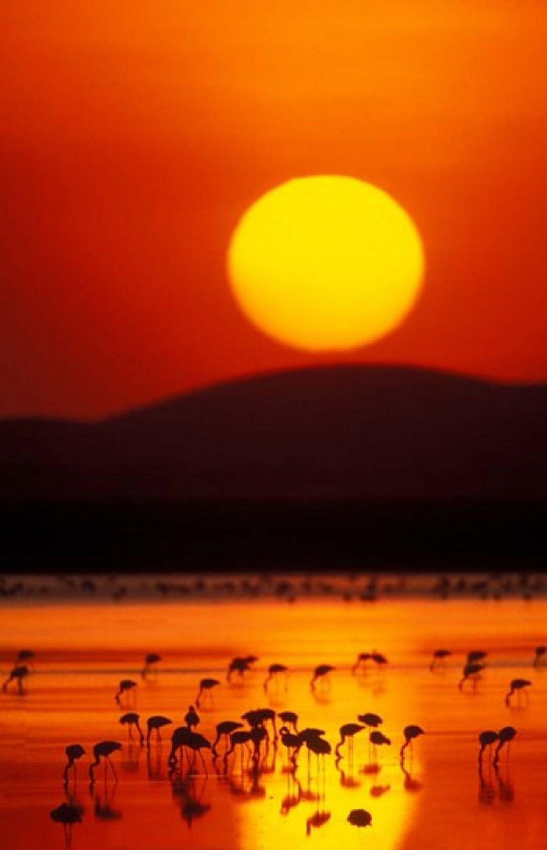 Flock of Lesser Flamingos Reflected in Water at Sunrise Amboseli National Park Kenya Canvas Art - Jaynes Gallery DanitaDelimont (23 x 36)