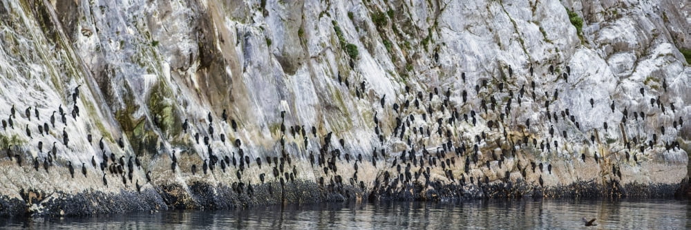 Flock of Pelagic Cormorants (Phalacrocorax pelagicus) cling on cliff Southeast Alaska Alaska USA Canvas Art - Panoramic Images (36 x 12)