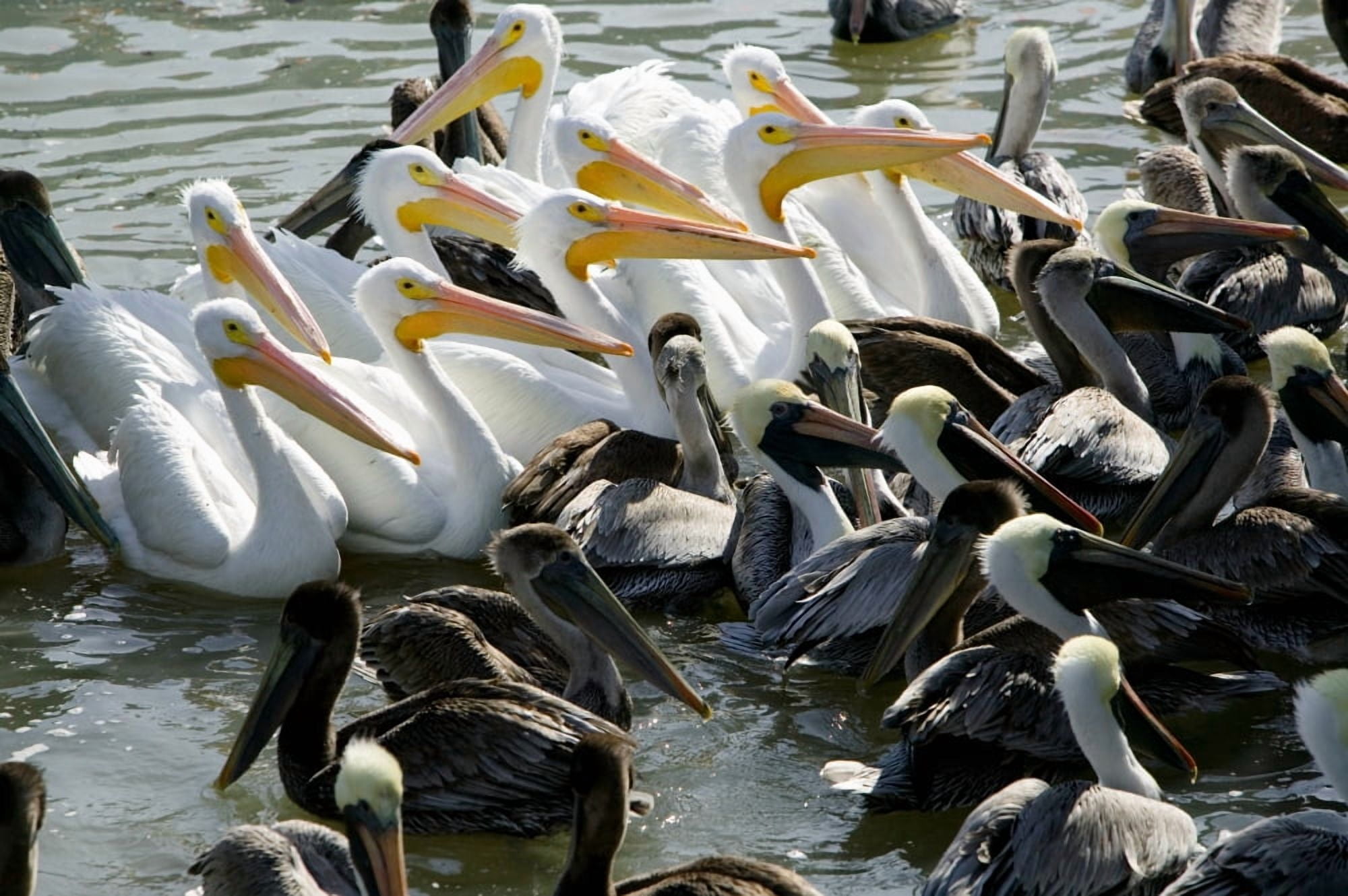 Flock of Pelicans in water Galveston Texas USA Canvas Art - Panoramic Images (27 x 9)