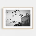 thumbnail image 1 of Flock of Pigeons in Flight, Flushing, Queens - Queens New York Photography Oak Framed Wall Art Print 16 x 24 inches, 1 of 6