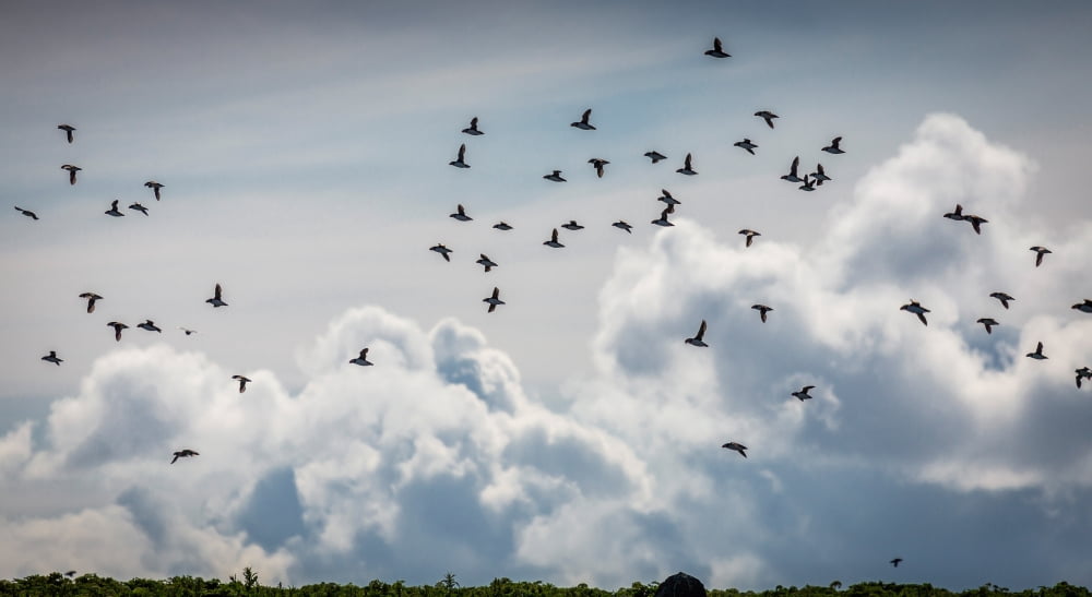 Flock of Puffin (Fratercala arctica) flying over Reykjavik Harbor Reykjavik Iceland Canvas Art - Panoramic Images (36 x 12)
