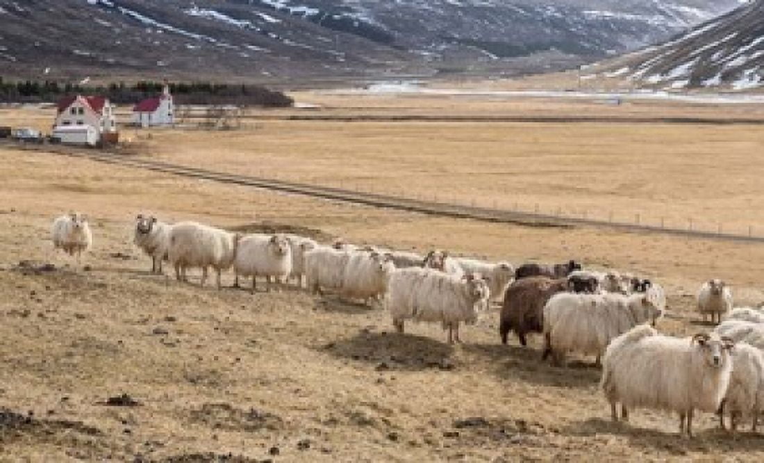 Flock of Sheep Iceland Canvas Art - Panoramic Images (20 x 12)