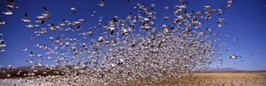 Flock of Snow geese flying Bosque del Apache National Wildlife Reserve Socorro County New Mexico USA Canvas Art - Panoramic Images (36 x 12)