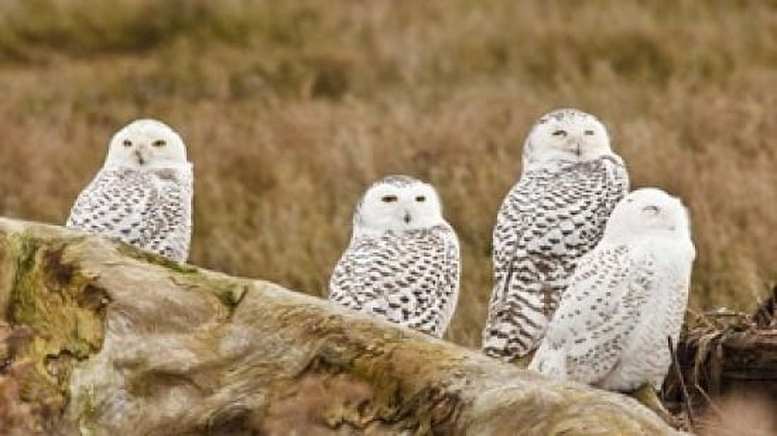 Flock of Snowy Owl Boundary Bay British Columbia Canada Canvas Art - Rick A Brown DanitaDelimont (32 x 18)
