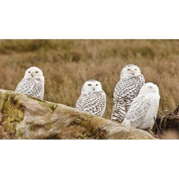 Flock of Snowy Owl Boundary Bay British Columbia Canada Poster Print by Rick a Brown - 20 x 11 in.
