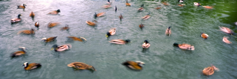 Flock of ducks in a pond San Diego Zoo Safari Park Escondido San Diego County California USA Canvas Art - Panoramic Images (36 x 12)