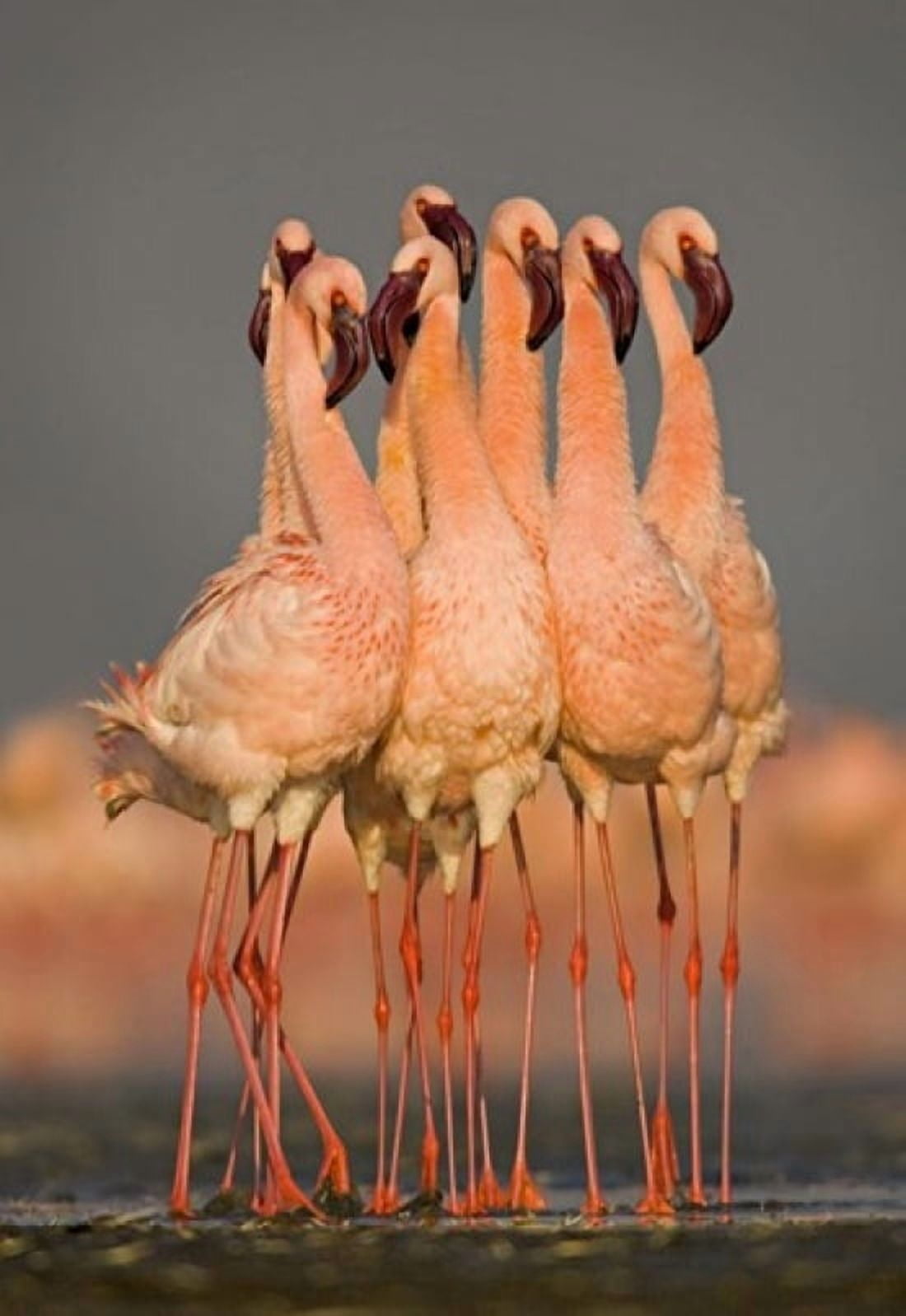 Flock of eight flamingos wading in water Lake Nakuru Kenya Canvas Art - Panoramic Images (17 x 24)