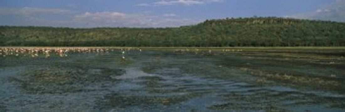 Flock of flamingos in a lake Lake Nakuru Great Rift Valley Lake Nakuru National Park Kenya Canvas Art - Panoramic Images (18 x 6)