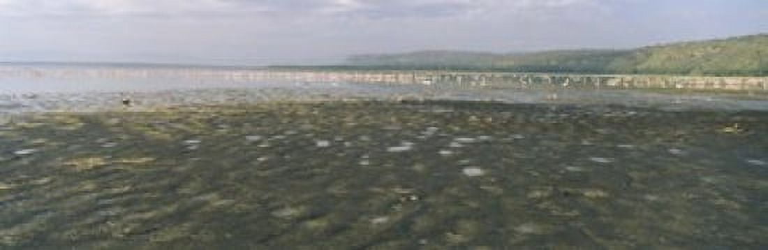 Flock of flamingos in a lake Lake Nakuru Great Rift Valley Lake Nakuru National Park Kenya Canvas Art - Panoramic Images (18 x 6)