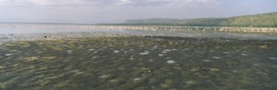 Flock of flamingos in a lake Lake Nakuru Great Rift Valley Lake Nakuru National Park Kenya Canvas Art - Panoramic Images (36 x 12)