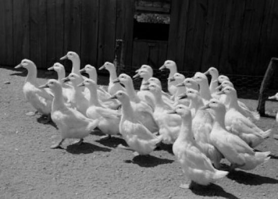 Flock of geese Canvas Art - (24 x 36)