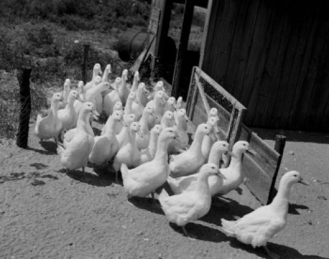 Flock of geese Canvas Art - (24 x 36)