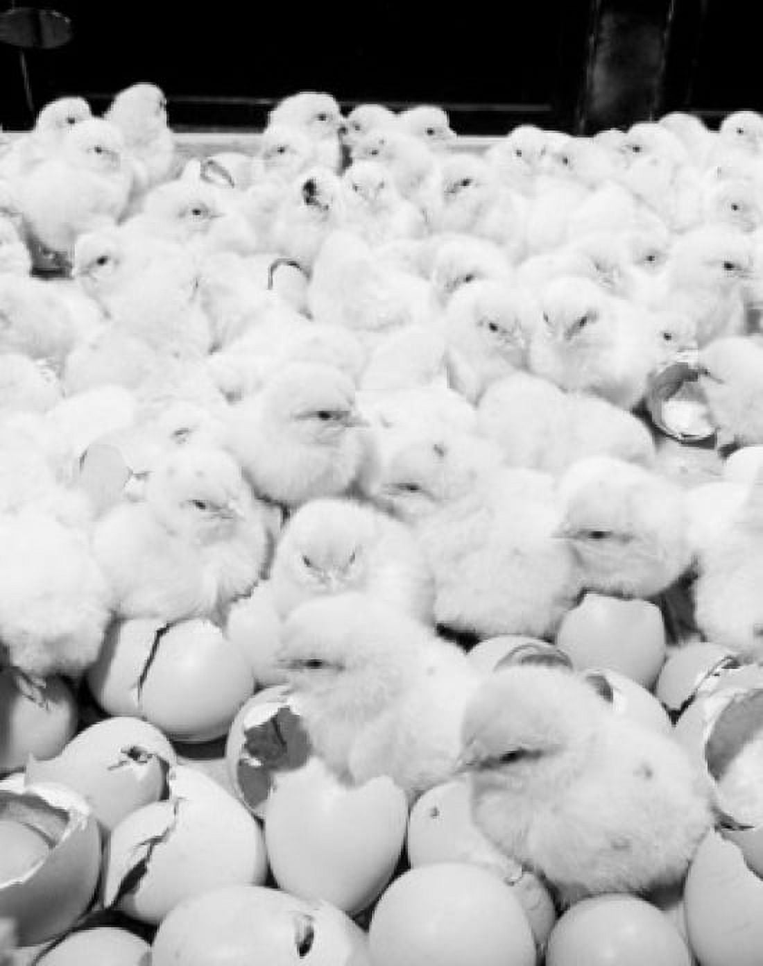 Flock of hatching chickens Canvas Art - (24 x 36)