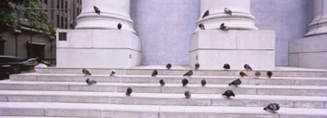 Flock of pigeons on steps San Francisco California USA Canvas Art - Panoramic Images (18 x 7)
