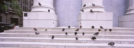 Flock of pigeons on steps San Francisco California USA Canvas Art - Panoramic Images (36 x 13)