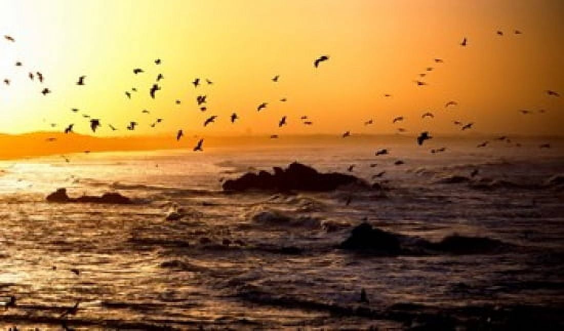 Flock of seagulls fishing in waves at sunset Morbihan Brittany France Canvas Art - Panoramic Images (36 x 22)