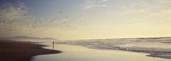 Flock of seagulls flying above a woman on the beach San Francisco California USA Canvas Art - Panoramic Images (36 x 13)