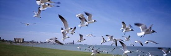 Flock of seagulls flying on the beach New York State USA Canvas Art - Panoramic Images (36 x 12)