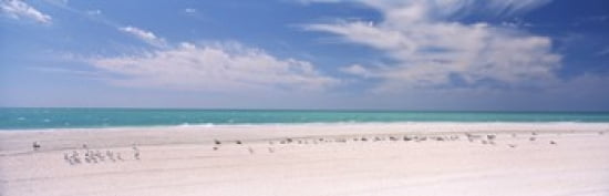 Flock of seagulls on the beach Lido Beach St Armands Key Sarasota Bay Florida USA Canvas Art - Panoramic Images (18 x 6)