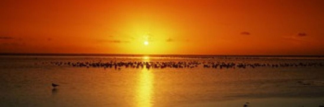 Flock of seagulls on the beach at sunset South Padre Island Texas USA Canvas Art - Panoramic Images (18 x 6)