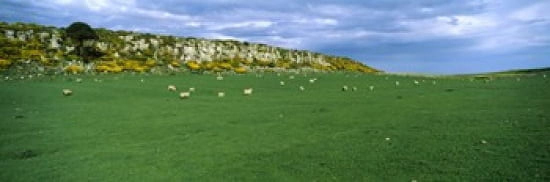 Flock of sheep at Howick Scar Farm Northumberland England Canvas Art - Panoramic Images (18 x 6)