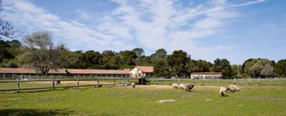 Flock of sheep grazing in a farm Mission La Purisima Concepcion Santa Barbara County California USA Canvas Art - Panoramic Images (30 x 12)