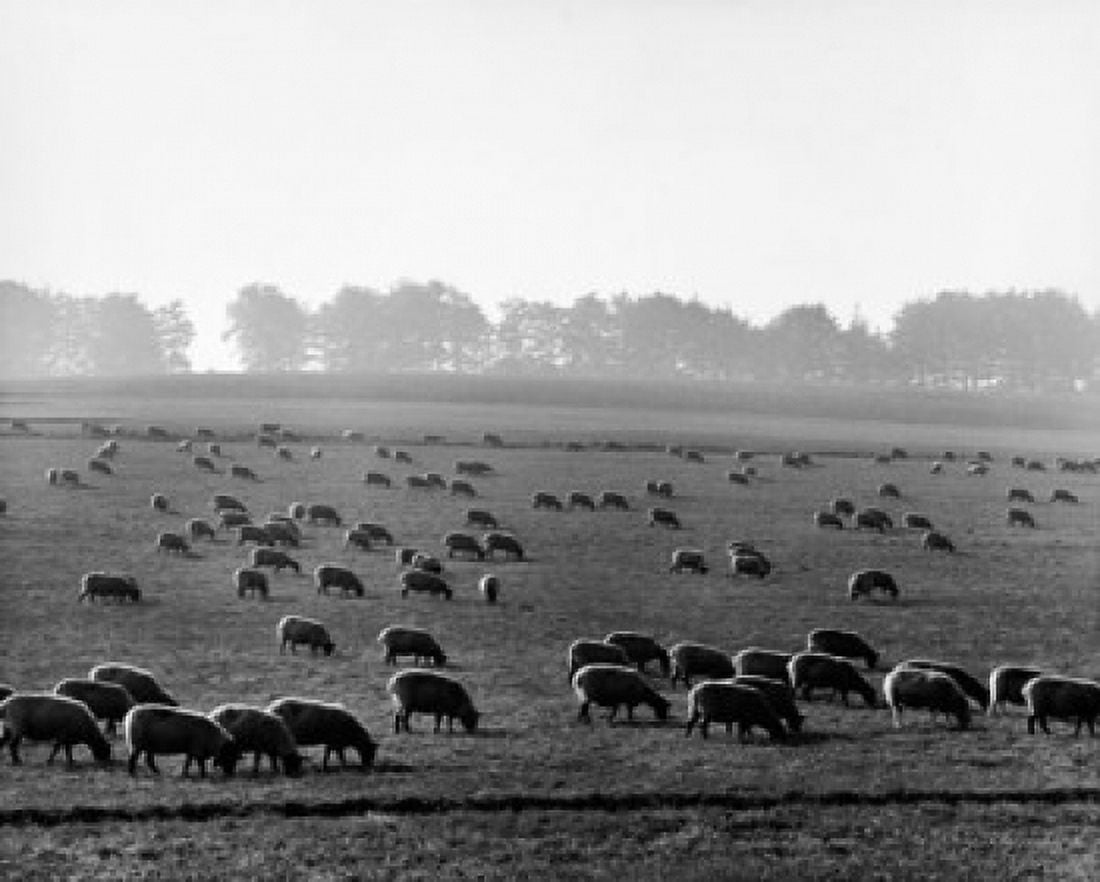 Flock of sheep grazing in a field England Canvas Art - (18 x 24)