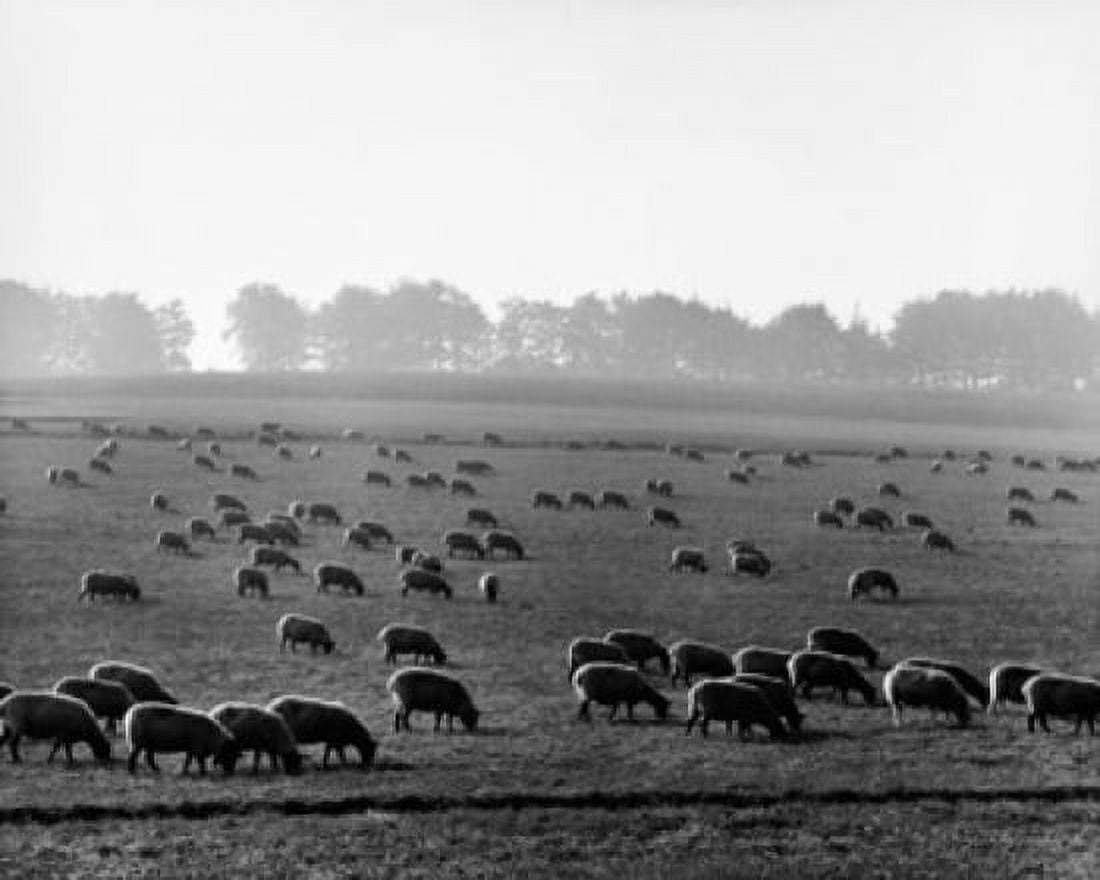 Flock of sheep grazing in a field England Canvas Art - (24 x 36)