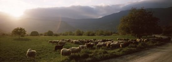 Flock of sheep grazing in a field Feneos Corinthia Peloponnese Greece Canvas Art - Panoramic Images (36 x 13)