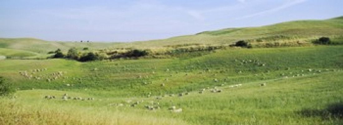 Flock of sheep in a field Tuscany Italy Canvas Art - Panoramic Images (18 x 7)