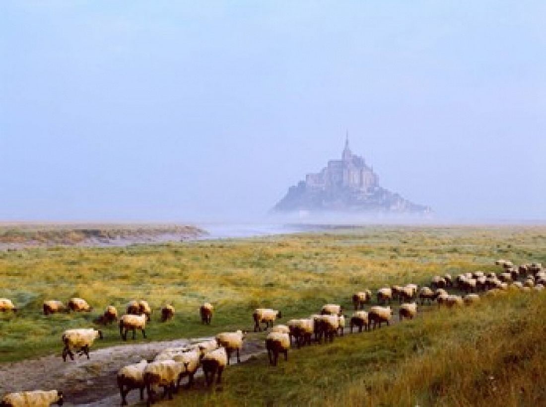 Flock of sheep in a field with Mont Saint-Michel island in the background Manche Basse-Normandy France Canvas Art - Panoramic Images (36 x 27)