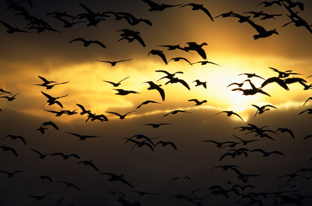 Flock of silhouetted snow geese in flight sunrise Bosque Del Apache New Mexico USA Canvas Art - Panoramic Images (9 x 27)