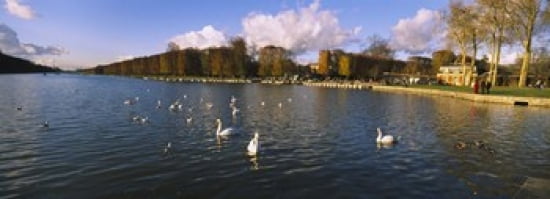 Flock of swans swimming in a lake Chateau de Versailles Versailles Yvelines France Canvas Art - Panoramic Images (36 x 13)