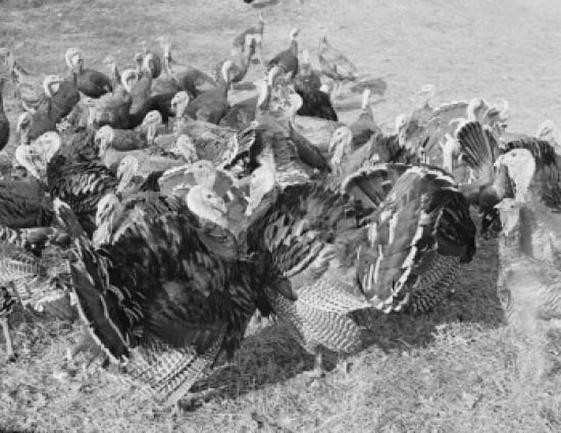 Flock of turkeys Canvas Art -  (18 x 24)