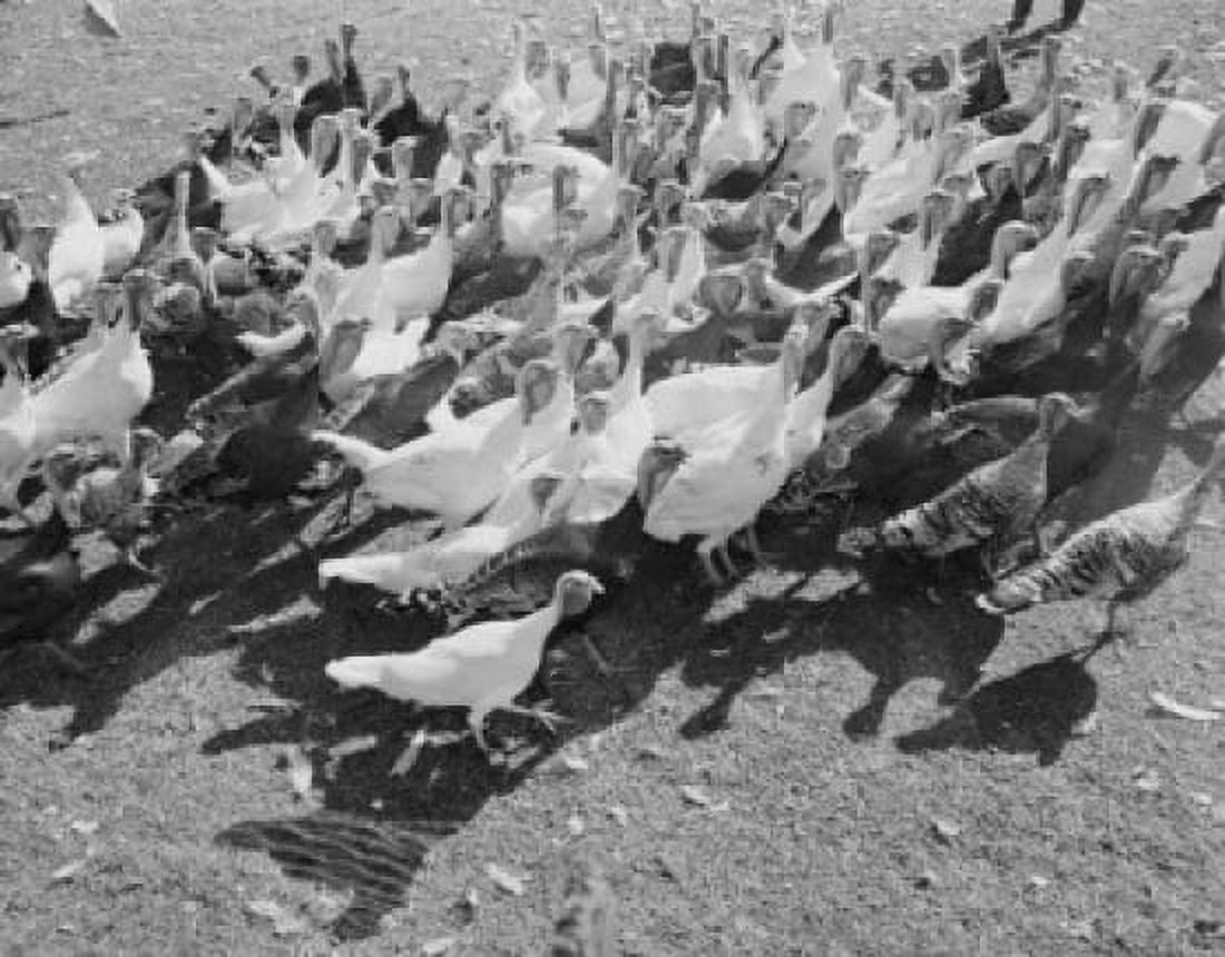 Flock of turkeys Canvas Art - (24 x 36)