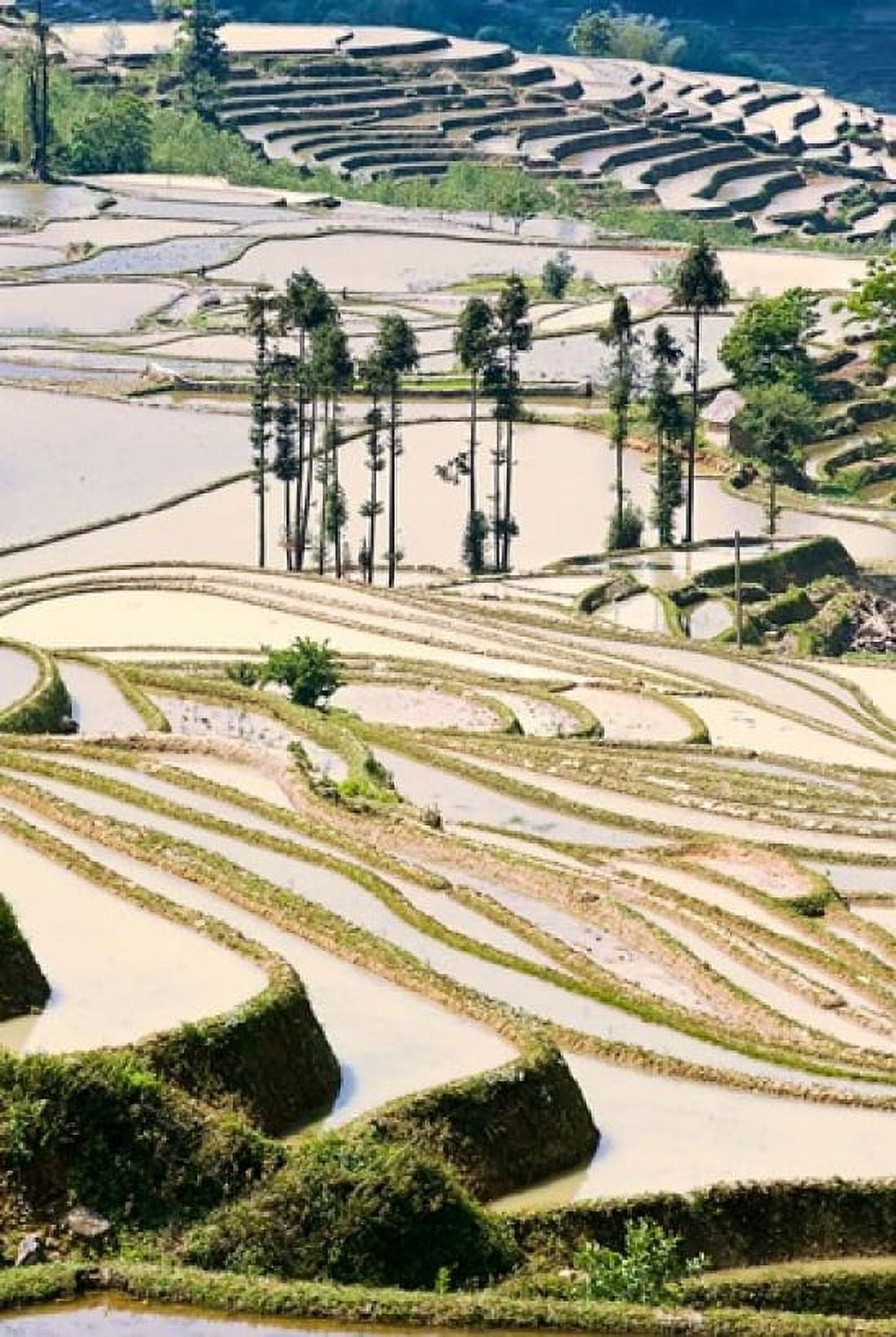 Flooded Ai Cun Rice Terraces Yuanyang County Yunnan Province China Canvas Art - Charles Crust DanitaDelimont (11 x 17)