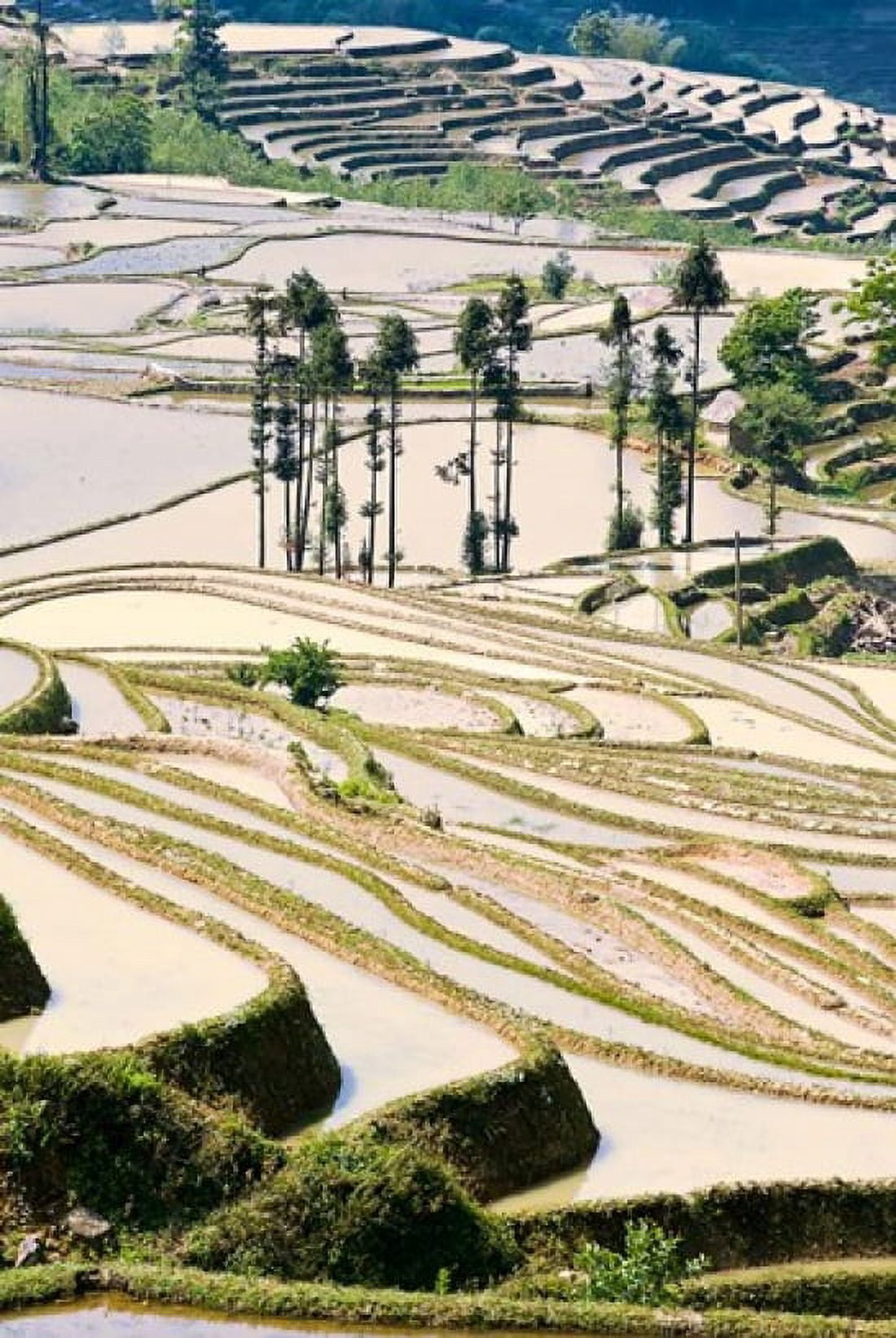 Flooded Ai Cun Rice Terraces Yuanyang County Yunnan Province China Canvas Art - Charles Crust DanitaDelimont (23 x 35)