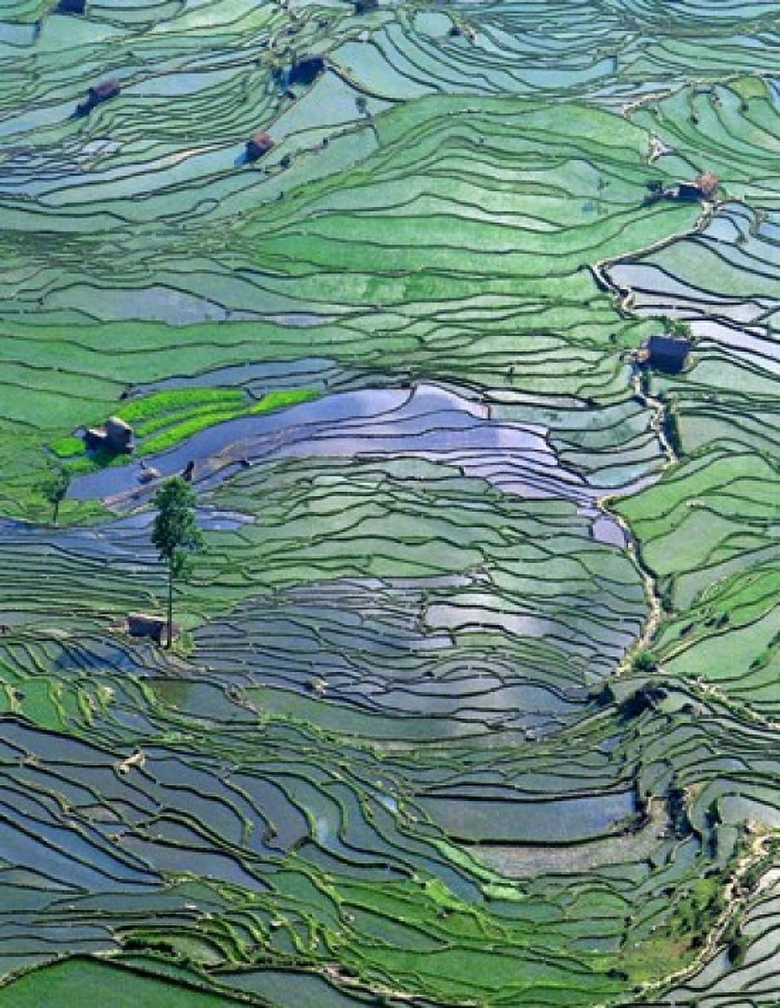 Flooded Tigers Mouth Terraces Yuanyang Yunnan China Canvas Art - Charles Crust DanitaDelimont (25 x 32)