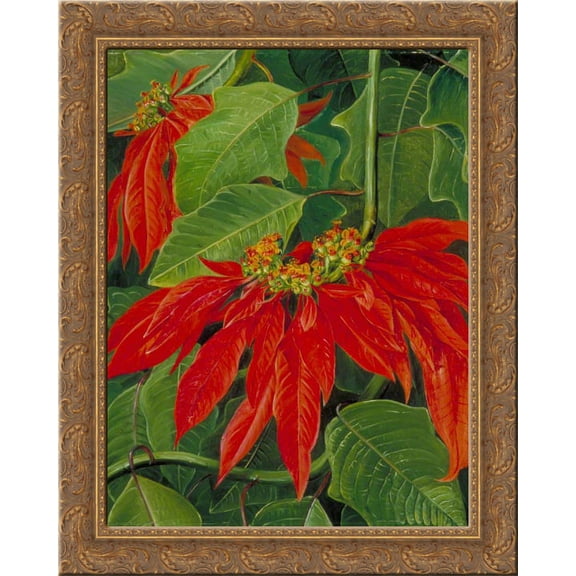 Flor de Pascua or Easter Flower, at Morro Velho, Brazil 20x24 Gold Ornate Wood Framed Canvas Art by North, Marianne