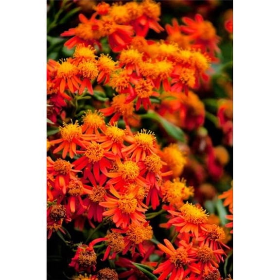Flora Along the Beach at Spanish Wells in the Bahamas Poster Print by Joe Restuccia III - 25 x 38 in.