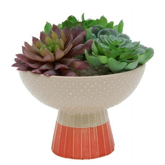 Flora Bunda CS2440E-BEIGE/OR Succulent Mix in Two Tone Bowl Ceramic Planter,Beige/Orange