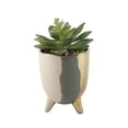 thumbnail image 1 of Flora Bunda CS2831E-GY Succulent in 3.75' 3-TONE FOOTED CERAMIC,GREY, 1 of 3