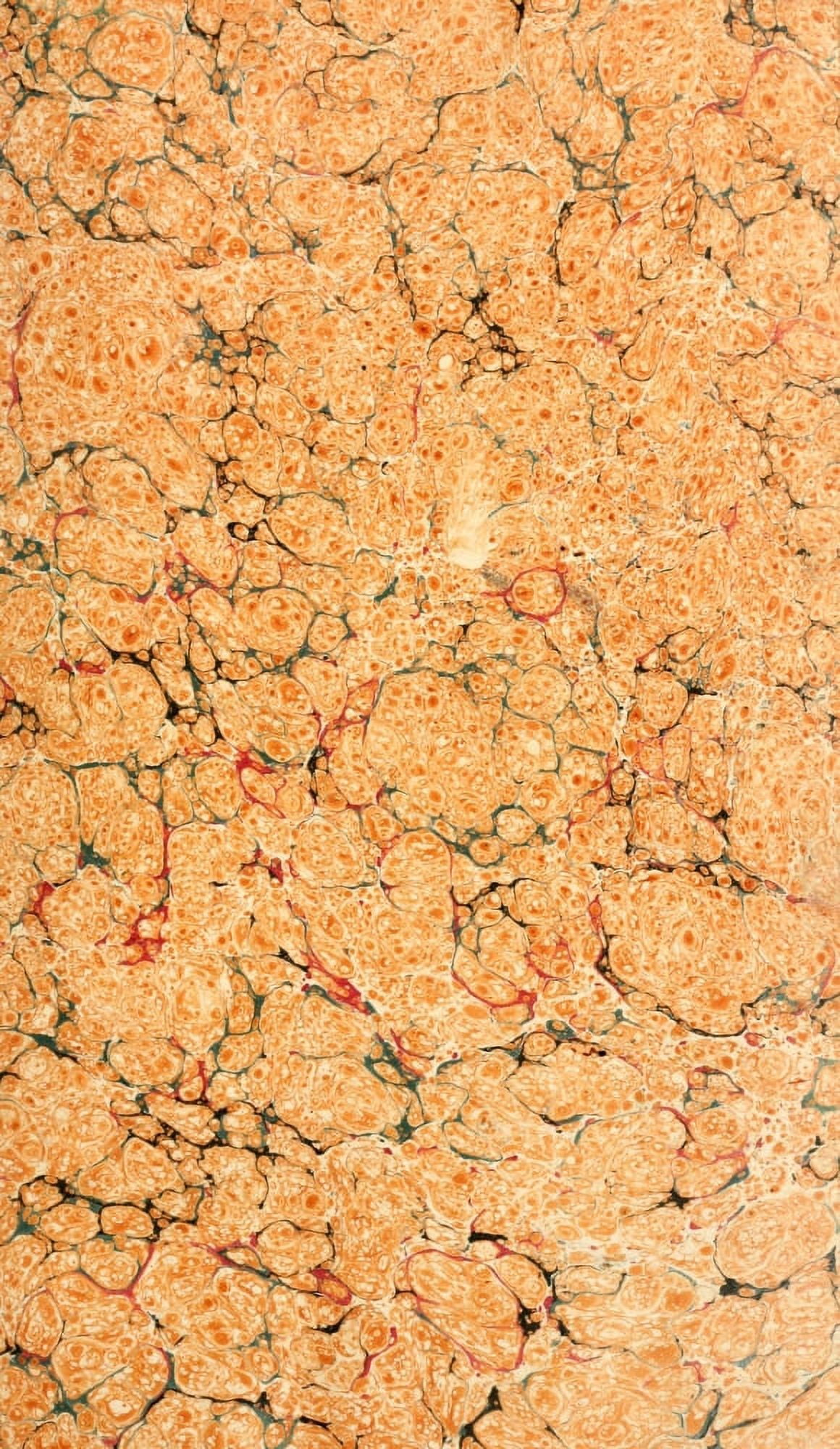 Flora Conspicua 1826 Canvas Art - (24 x 36)