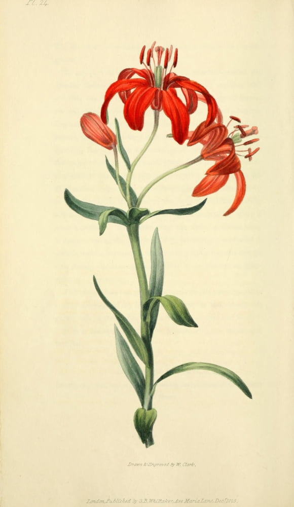 Flora Conspicua 1926 Lilium Concolour Canvas Art - William Clark (24 x 36)